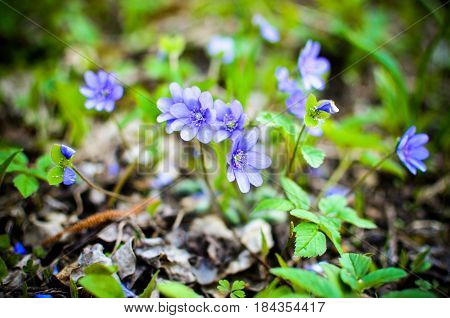 Blue Wildflower Hepatica Growing In The Forest