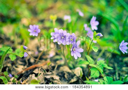 Blue Wildflower Hepatica Growing In The Forest