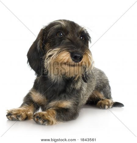 หนุ่ม Dachshund Haired หยาบ (11 Mounths)