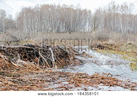 Beaver Dam. The Dam Constructed By A Beaver. House Of A Beaver.