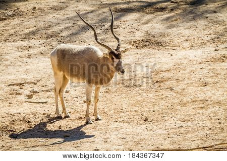JERUSALEM, ISRAEL - JANUARY 23: The Addax, White antelope or screwhorn antelope in Biblical Zoo in Jerusalem, Israel on January 23, 2017