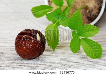 Sprout of a young walnut on wooden background