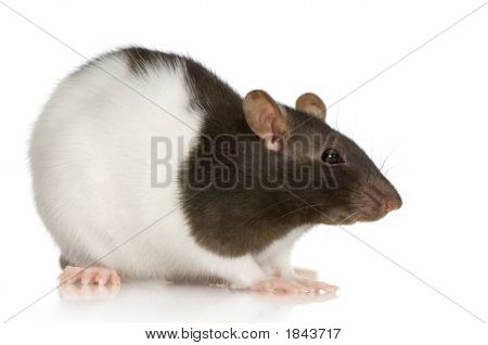 Rat bicolore Panda