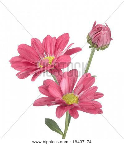 สีชมพู daises