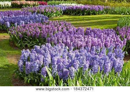 Blue hyacinth flowers blossom in spring garden.