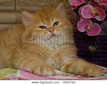 Simba3