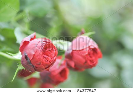 red roses in the garden , rose