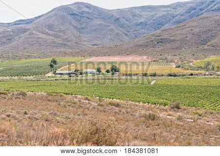 A farm landscape with vineyards and orchards near Bonnievale in the Western Cape Province