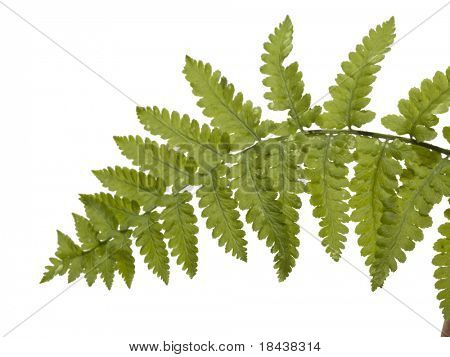 Fern leaf