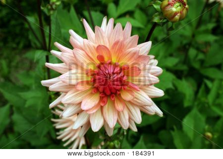 Dahlia