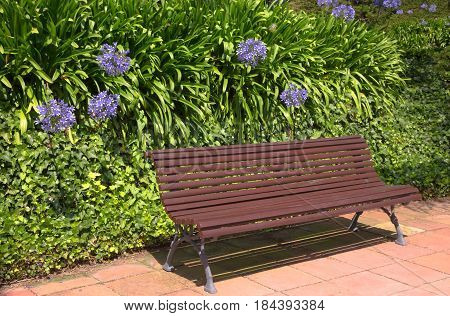Empty wooden bench of the garden or the park outdoor. Hedge of agapanthus flowers.