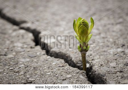 Small plant growing out from the crack in the road with copy space