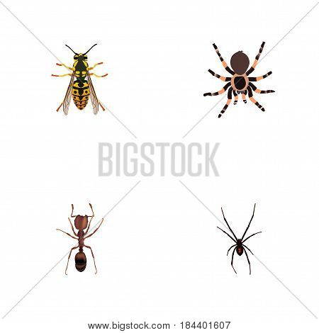 Realistic Emmet, Spinner, Bee And Other Vector Elements. Set Of Hexapod Realistic Symbols Also Includes Sting, Spider, Tarantula Objects.