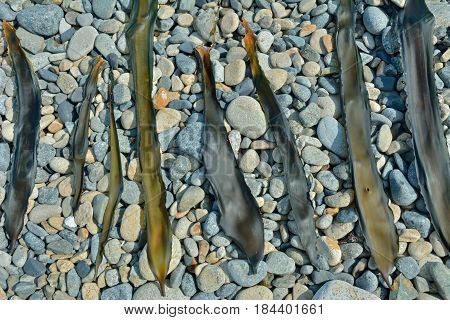 A close up of the drift-weed drying on beach.