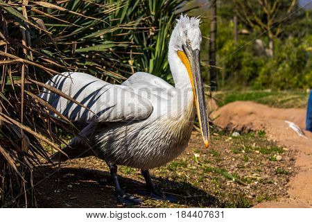 A pelican in wildlife reserve on Italy