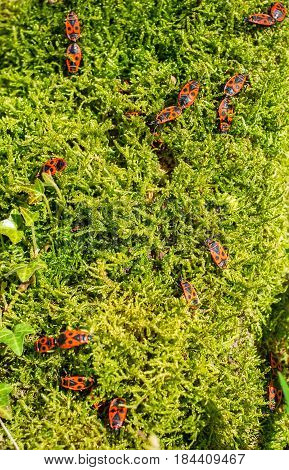 Firebugs on moss background, closeup view .