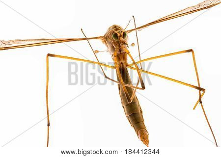 mosquito macro insect close up on white background