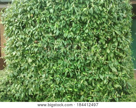 Beautiful Green Plants on Hot Sunny Day