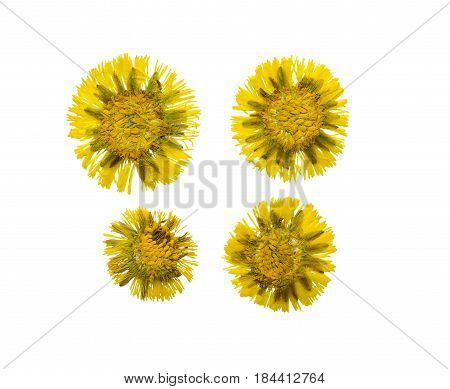 Pressed and dried flower coltsfoot (foalfoot tussilago farfara) isolated on white background. . For use in scrapbooking floristry (oshibana) or herbarium.