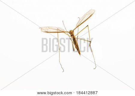 mosquito macro insect close up on white background