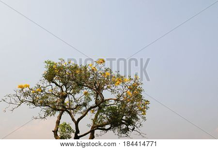 Yellow flower on day time and clear blue sky for background.