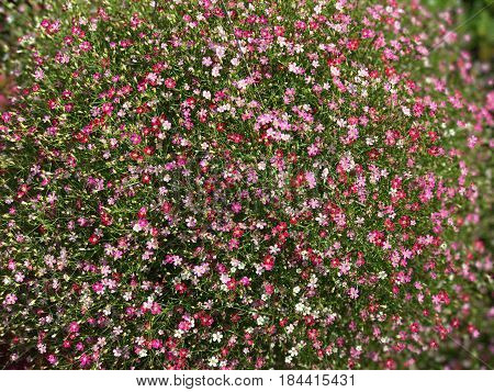 Pattern of beautiful small pink flower background (Gypsophila paniculata)