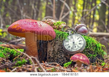 The passing of time - An vintage pocket watch on bunchers tree trunk with red mushroom in autumn forest.