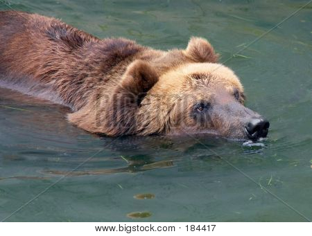 Swiming Brown Bear