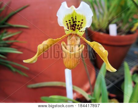Beutiful orchid a lovely flower from asia with raindrop on