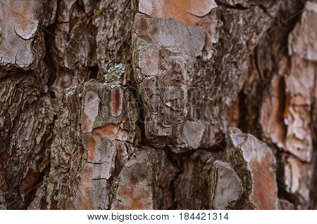 Pine tree bark background. Bark tree texture. Abstract texture and background for designers. Organic texture. Rough abstract texture. Natural pattern. Macro view of pine tree bark texture.