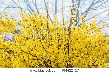 Forsythia flowers in front of with green grass and blue sky. Golden Bell, Border Forsythia (Forsythia x intermedia, Forsythia europaea). Blooming in spring garden bush forsythia. Rural.