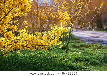 Forsythia flowers in front of with green grass and blue sky. Golden Bell, Border Forsythia (Forsythia x intermedia, Forsythia europaea). Blooming in spring garden bush forsythia. Rural.