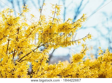 Forsythia flowers in front of with green grass and blue sky. Golden Bell, Border Forsythia (Forsythia x intermedia, Forsythia europaea). Blooming in spring garden bush forsythia. Rural.