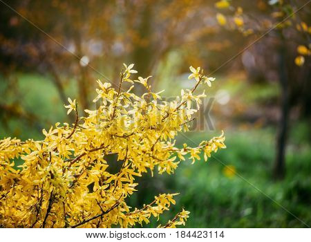 Forsythia flowers in front of with green grass and blue sky. Golden Bell, Border Forsythia (Forsythia x intermedia, Forsythia europaea). Blooming in spring garden bush forsythia. Rural.