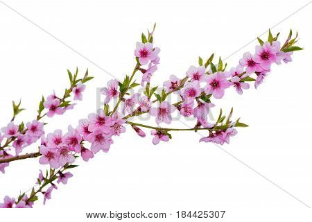 Spring cherry blossom isolated on white. Beautiful nature scene with blooming tree and sun flare. Retro style. Abstract blurred background.