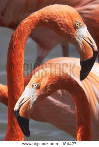 Flamingo