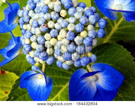 Beautiful blue flower ready to bloom in nature