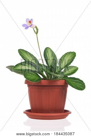 Cute Primulina flower in the flowerpot isolated over white background