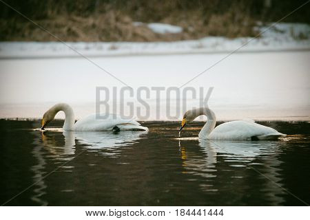 Couple of whooper swans drinking while swimming