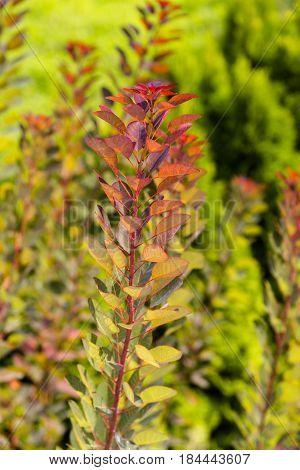Autumn shurb with red and green leaves