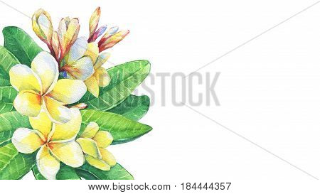 Greeting card of tropical resort flowers frangipani plumeria. Hand drawn watercolor painting on white background.