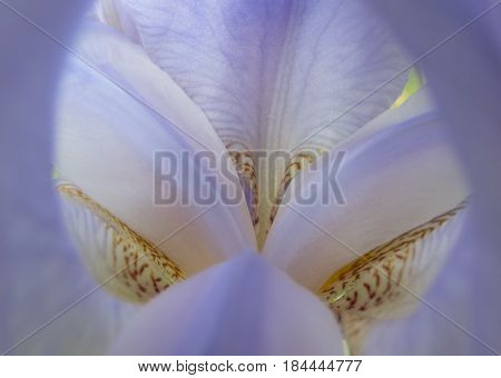 A soft focus close up view of an Iris plant makes a nice background or texture
