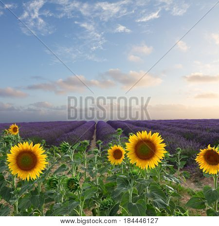 Sunflower and Lavender flowers field at summer sunsrise with pink clouds, Provence, France