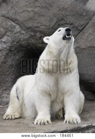 Orso polare
