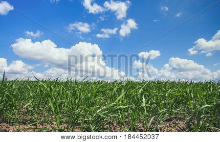 Beautiful, Large Green Field Winter Cerea Against A Blue, Cloudy Sky. Sowing Wheat, Before Hibernati