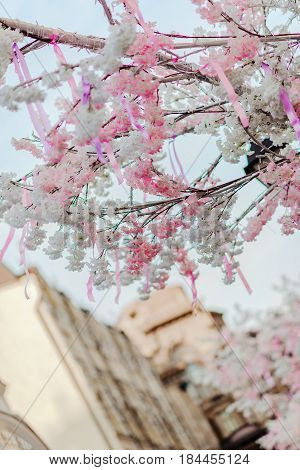 Sky And Cherry Blossoms On The Street