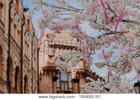 Sky And Cherry Blossoms On The Street