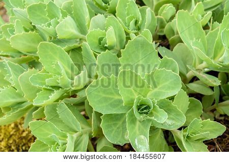 Sedum Telephium Leaves