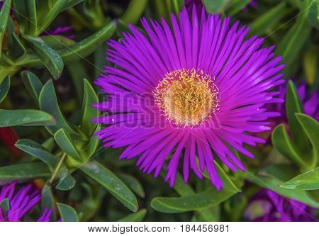 Group of carpobrotus edulis flowers bee modestus