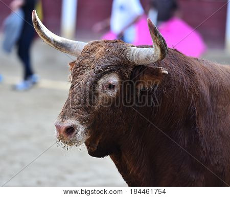 spanish bull in bullring with big horns